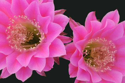 Rose Echinopsis Blossoms