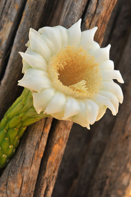 Saguaro Blossom  Skeleton