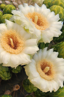 Saguaro Blossoms