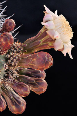 Stenocereus Cactus Blossom & Buds