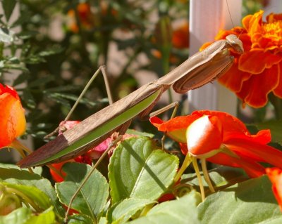 As we approach Fall-The Summer Garden Flowers are still Hanging in.