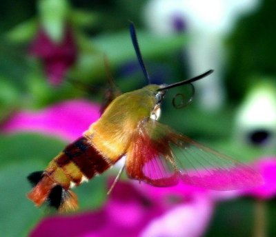 The Hummingbird Moth