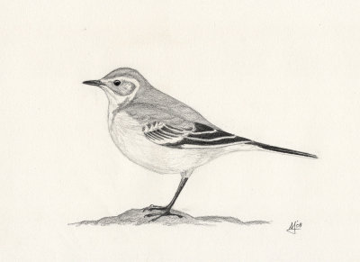 Citroenkwikstaart / Citrine Wagtail