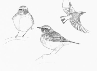 Bonte Tapuit / Pied Wheatear