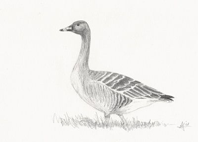 Taigarietgans / Taiga bean goose