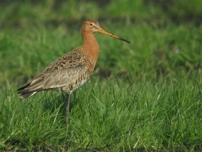 Grutto / Black-tailed Godwit