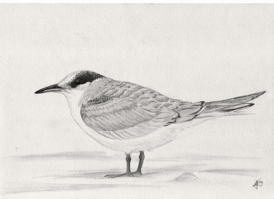 Visdief / Common Tern