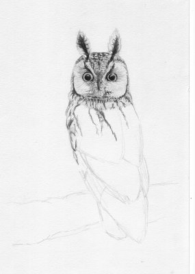 Ransuil / Long-eared Owl