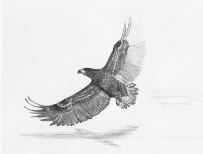 Zeearend / White-tailed Eagle