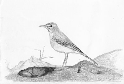 Duinpieper / Paddyfield Pipit