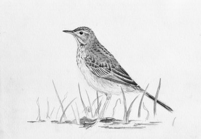Grote pieper / Richards Pipit