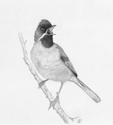 Ruppels grasmus / Ruppels Warbler