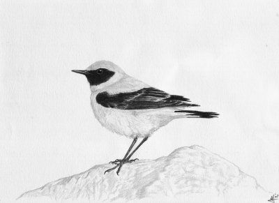 Westelijke blonde tapuit / W. Black-eared Wheatear