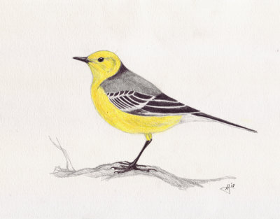 Citroenkwikstaart / Citrine Wagtail