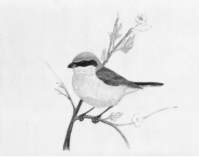 Grauwe klauwier / Red-backed Shrike