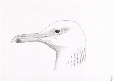 Pontische meeuw / Caspian Gull (study)