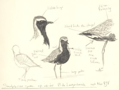 Aziatische goudplevier / Pacific golden plover