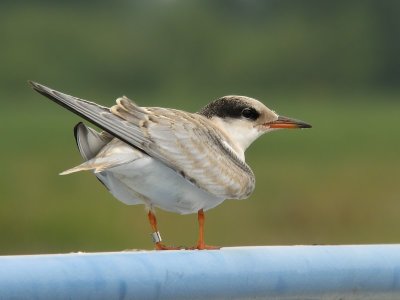 Visdief / Common Tern