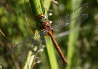 Vroege glazenmaker  / Aeshna isoceles