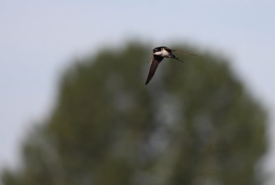 Huiszwaluw / House Martin