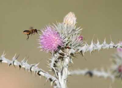 Bee species spec.