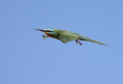 Groene bijeneter / Blue-cheeked Bee-eater