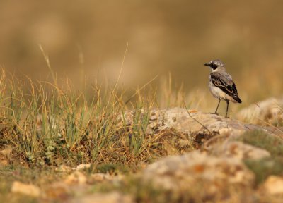 Tapuit / Northern Wheatear