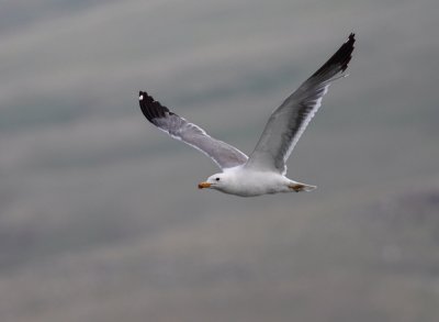 Armeense meeuw / Armenian Gull