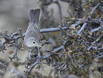 Grote vale spotvogel / Upchers Warbler