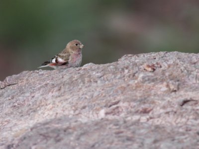 Mongoolse woestijnvink / Mongolian Trumpeter Finch