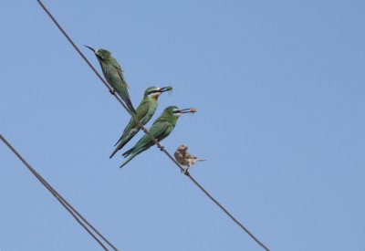 Groene bijeneter / Blue-cheeked Bee-eater