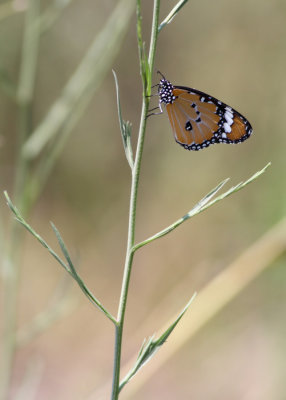 Monarchvlinder / Monarch Butterfly