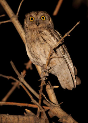 Gestreepte dwergooruil / Striated Scops Owl