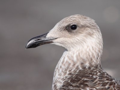 Yellow-legged Gull (Larus michahellis)