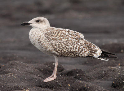 Great Black-backed Gull (Larus marinus)