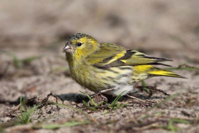 Sijs / Siskin