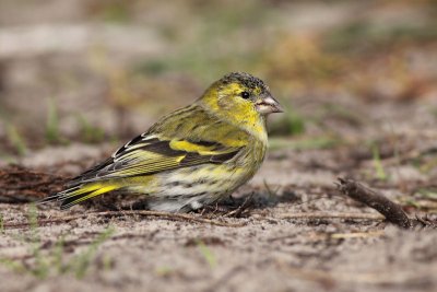 Sijs / Siskin