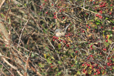 Baardgrasmus / Subalpine Warbler