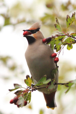 Pestvogel / Bohemian Waxwing