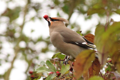 Pestvogel / Bohemian Waxwing