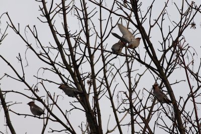 Pestvogel / Waxwing