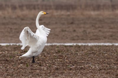 Wilde zwaan / Whooper Swan