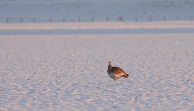 Grote trap / Great Bustard