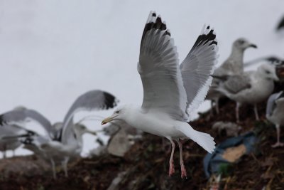 Pontische meeuw / Larus cachinnans