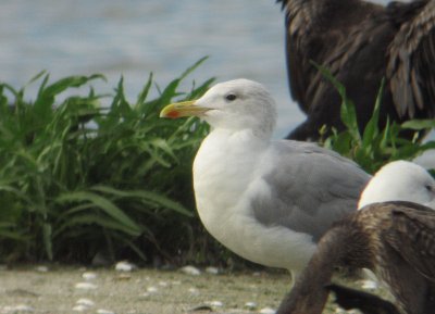 Pontische meeuw / Larus cachinnans