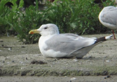 Pontische meeuw / Larus cachinnans