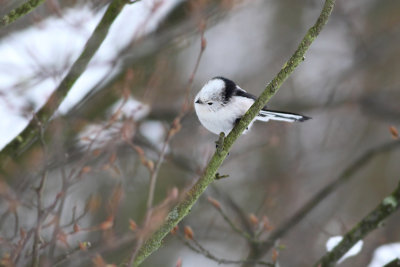 Witkoppige staartmees / Long-tailed Tit