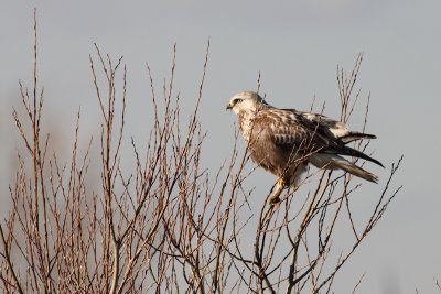 Ruigpootbuizerd / Rough-legged Buzzard