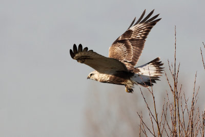 Ruigpootbuizerd / Rough-legged Buzzard