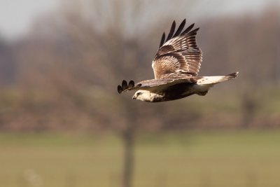 Ruigpootbuizerd / Rough-legged Buzzard